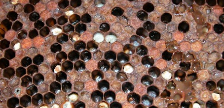 American Foul Brood