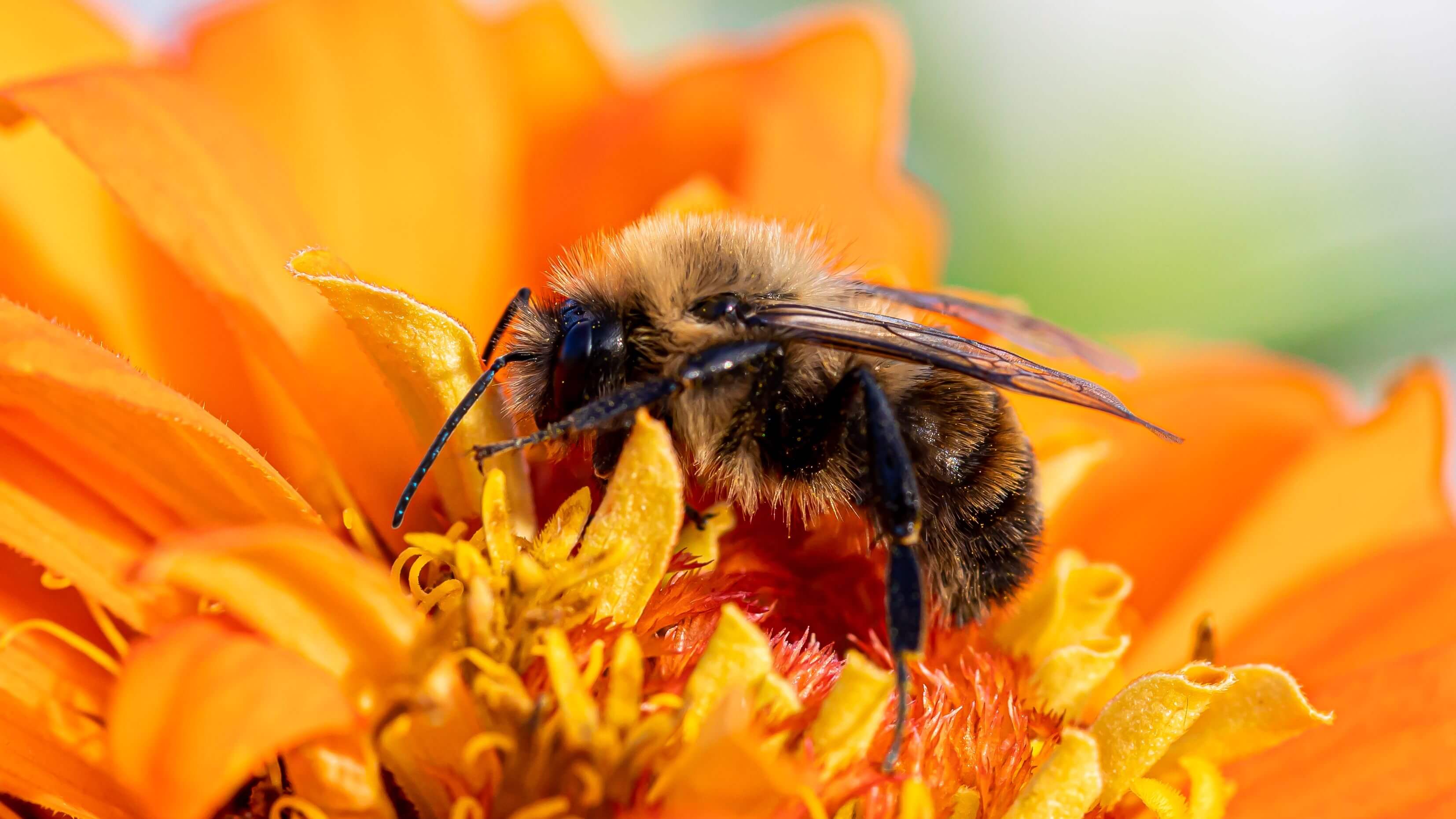 Obee On flower