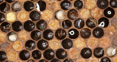 European Foul Brood