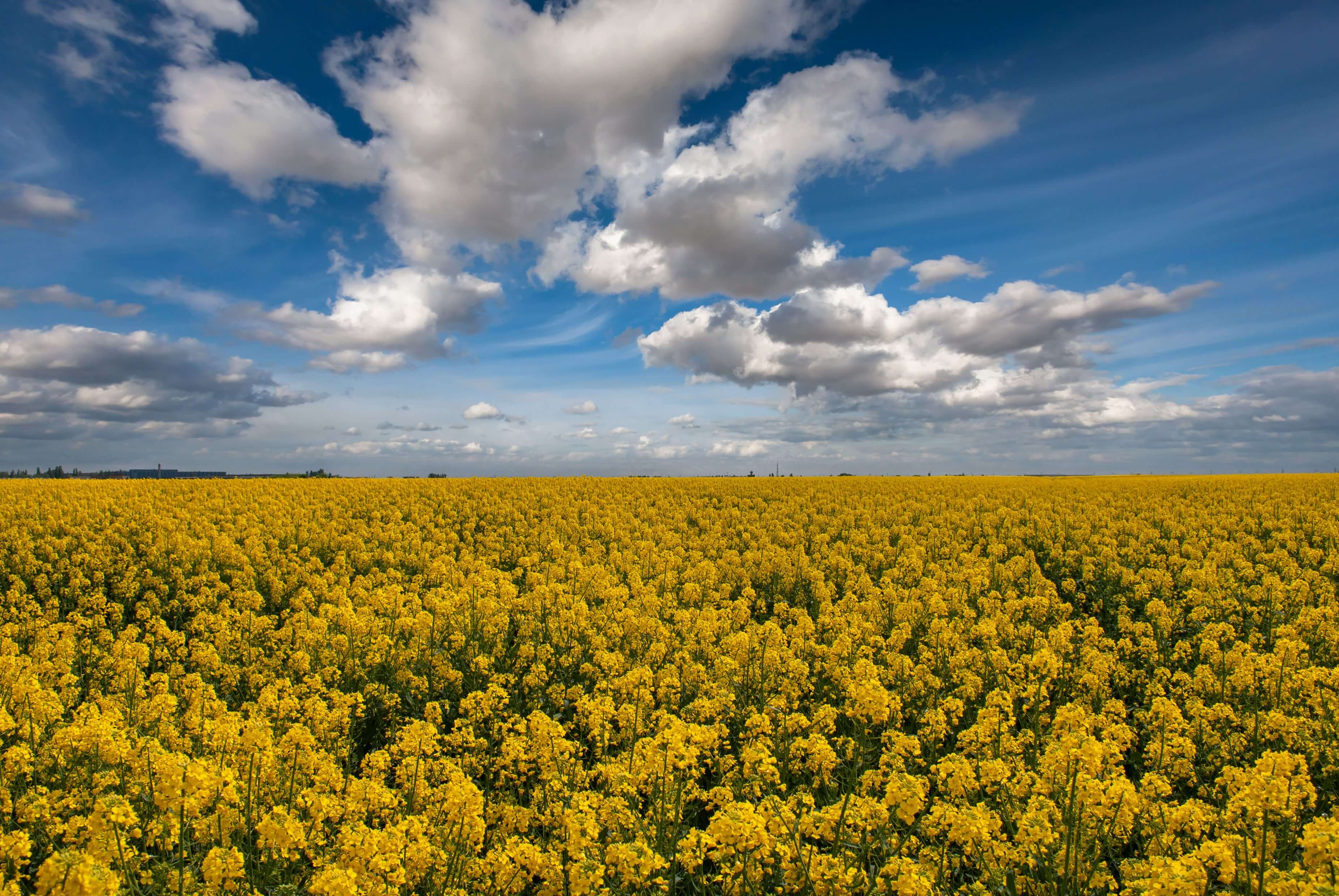 Oil Seed Rape
