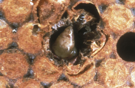 sac Brood