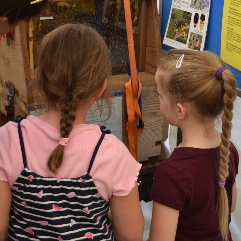 The observation hive