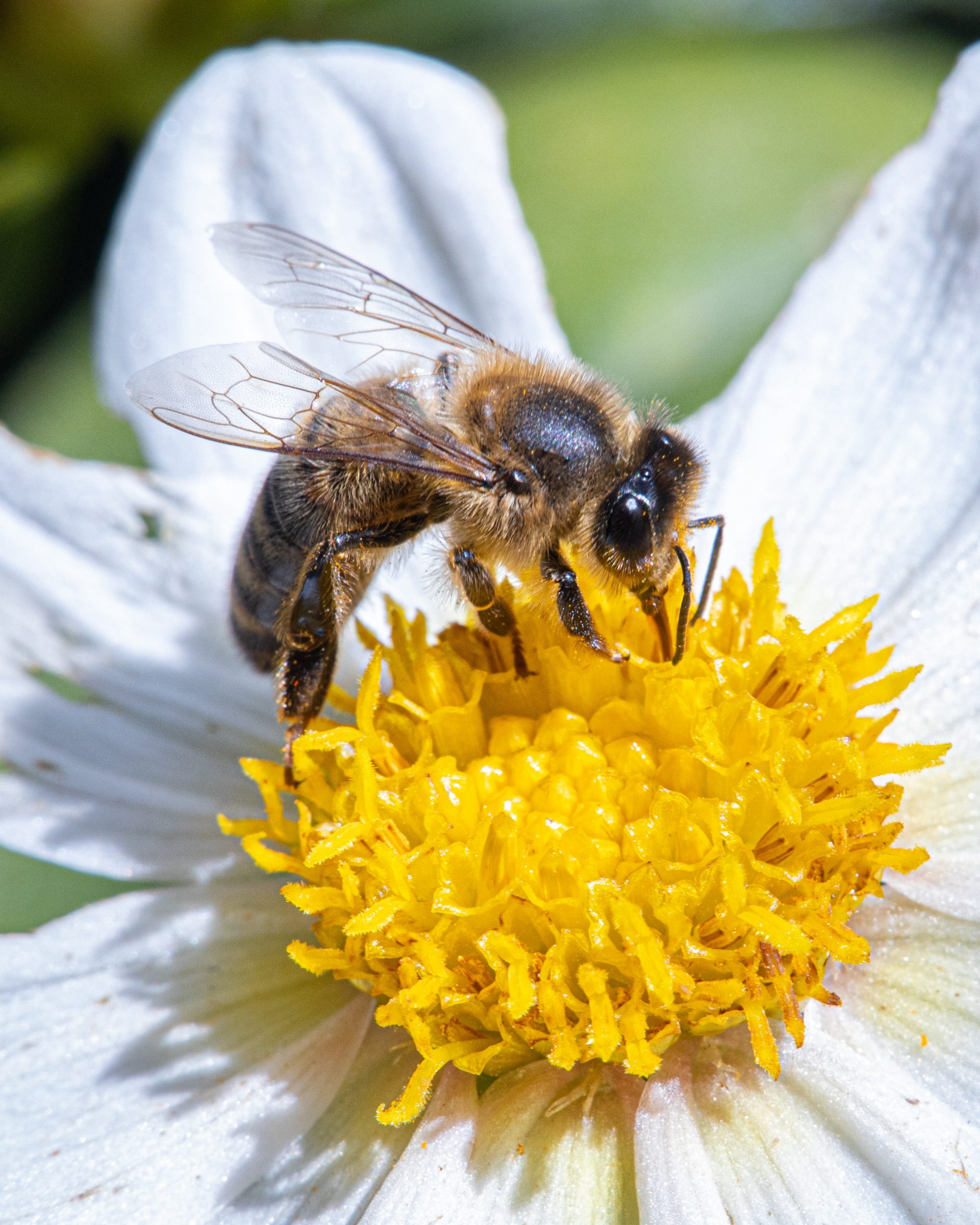 Bee on yellow flower