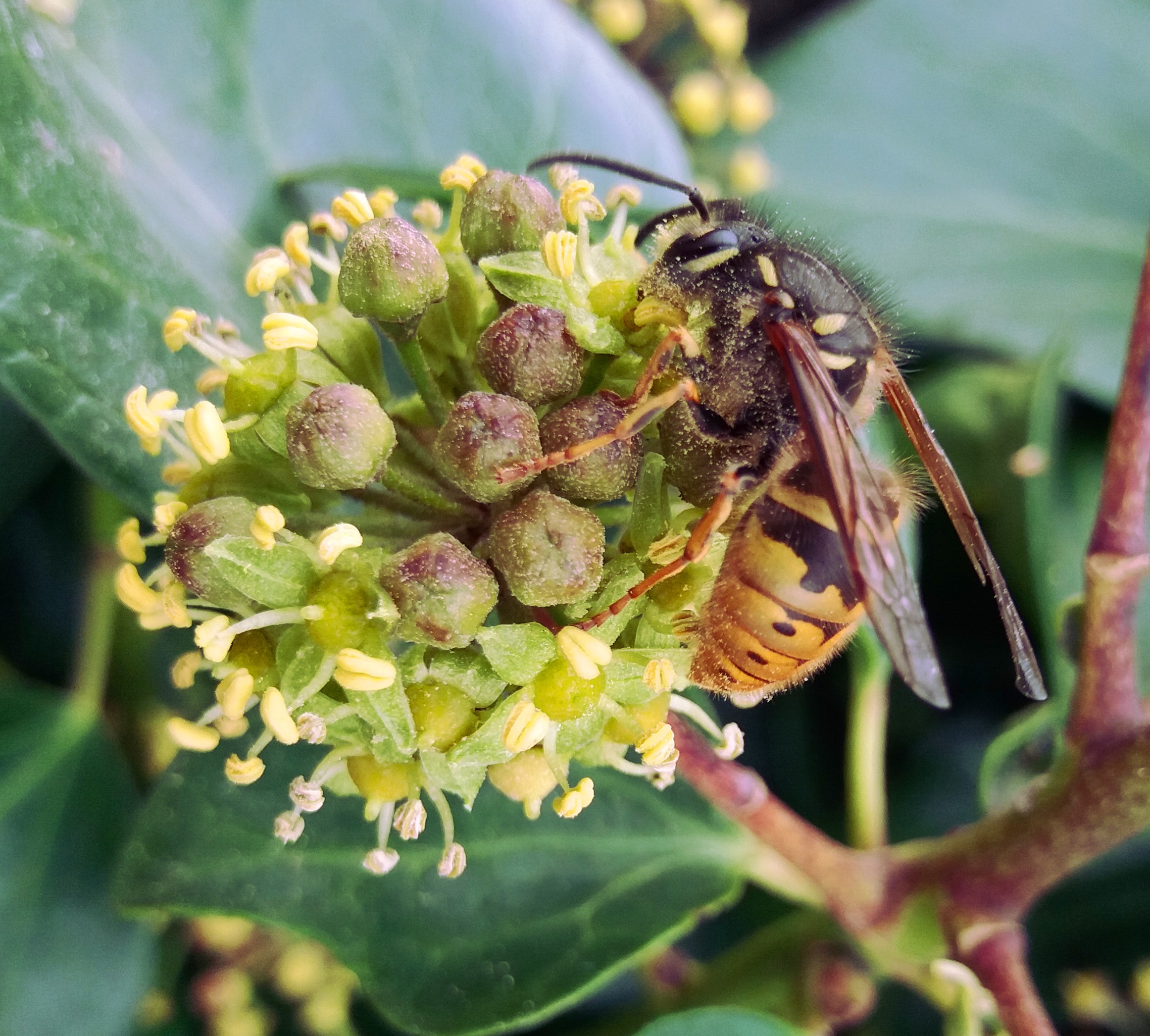 Wasp feeding on Ivy in late Autumn