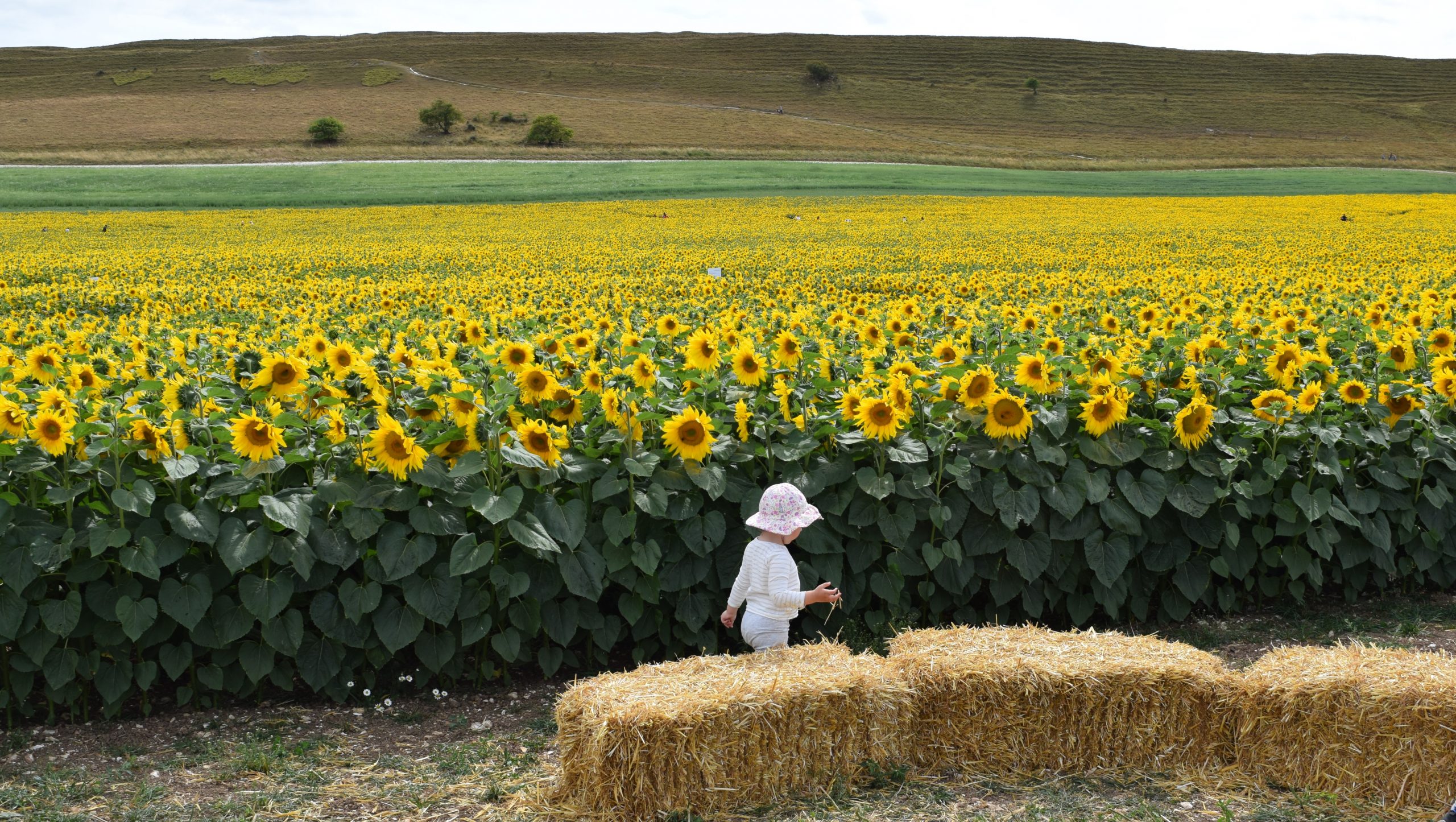 Sunflower Trail 2022