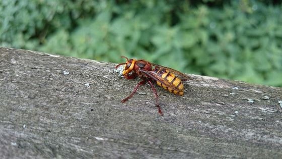 European Hornet