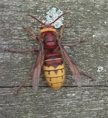 European Hornet - harmless