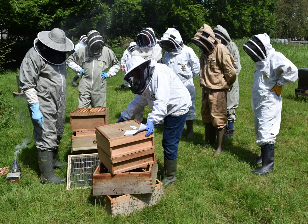 Beginners learning how to do a hive inspection on a WBC hive