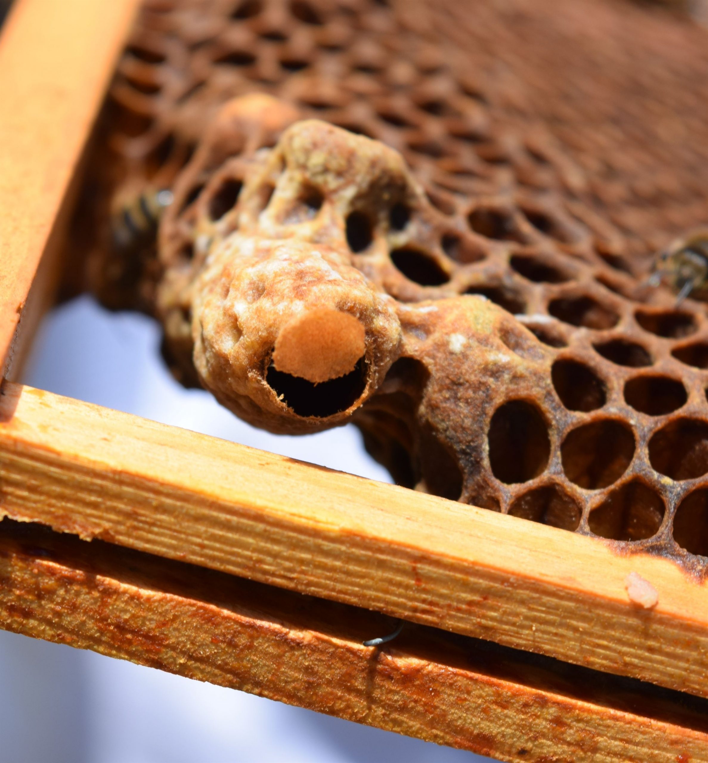 A Queen Cell with the hinged cap.
