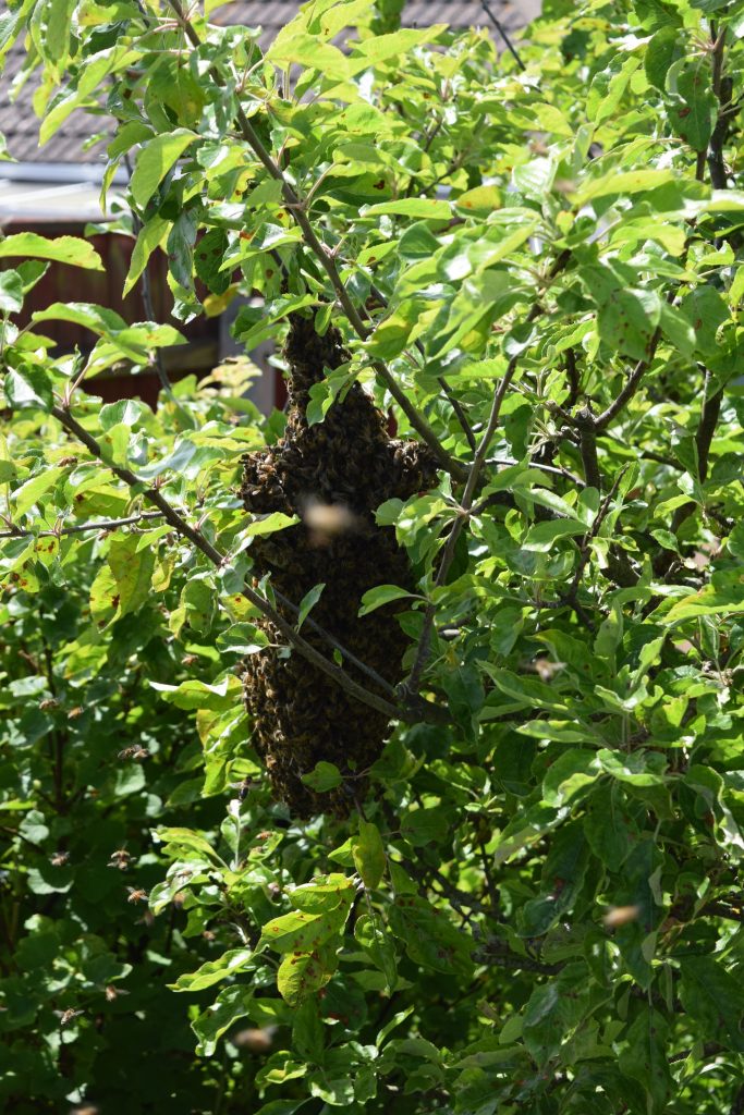 Small swarm in an apple tree.