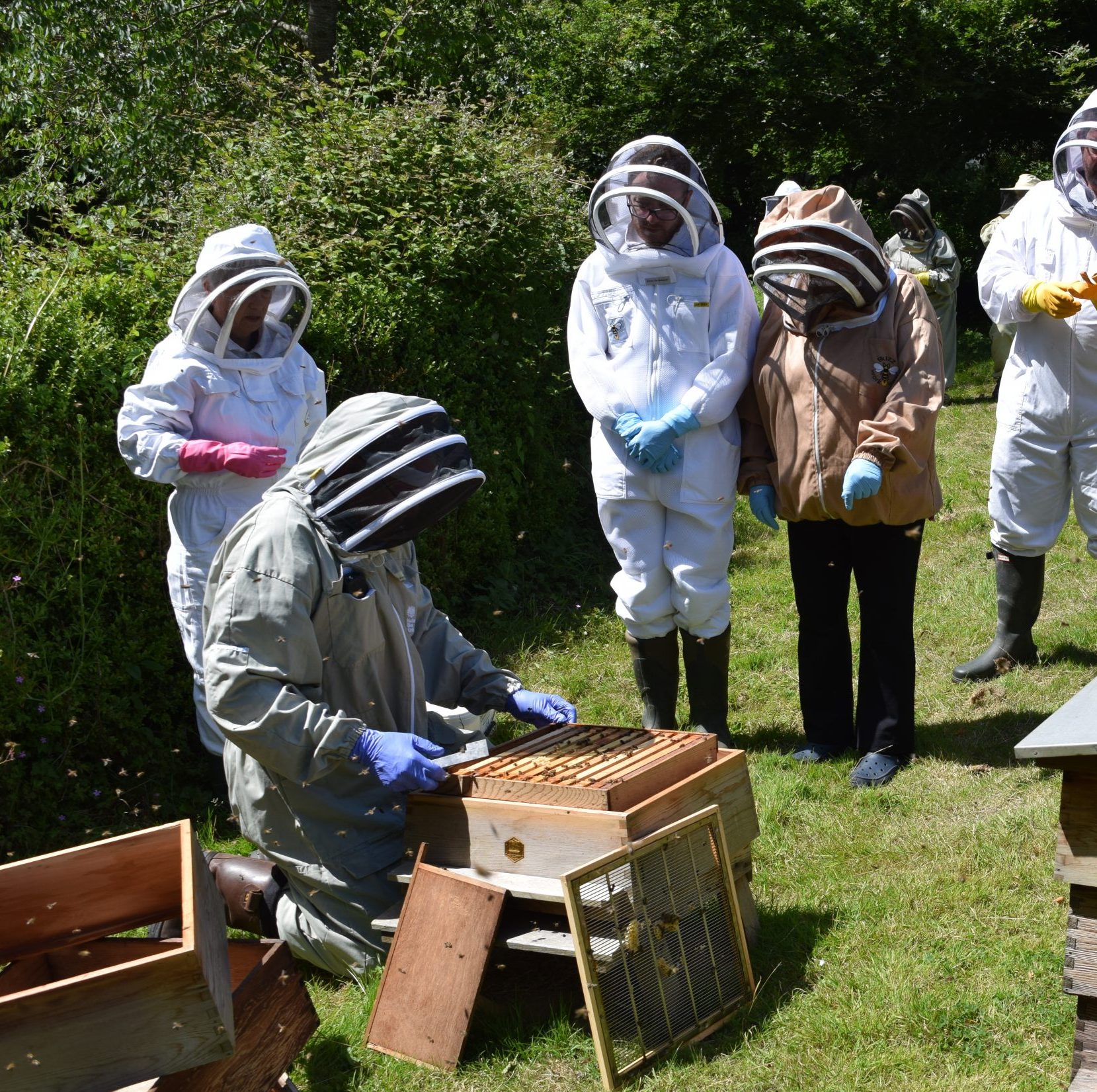 Getting down and close the bees/