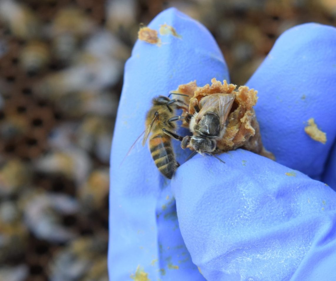 New Queen emerging from cell