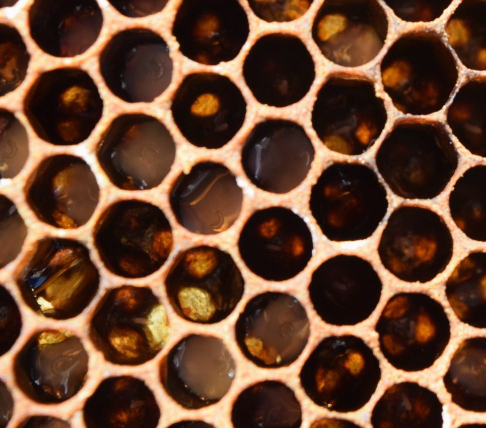 Larvae and eggs on Royal jelly