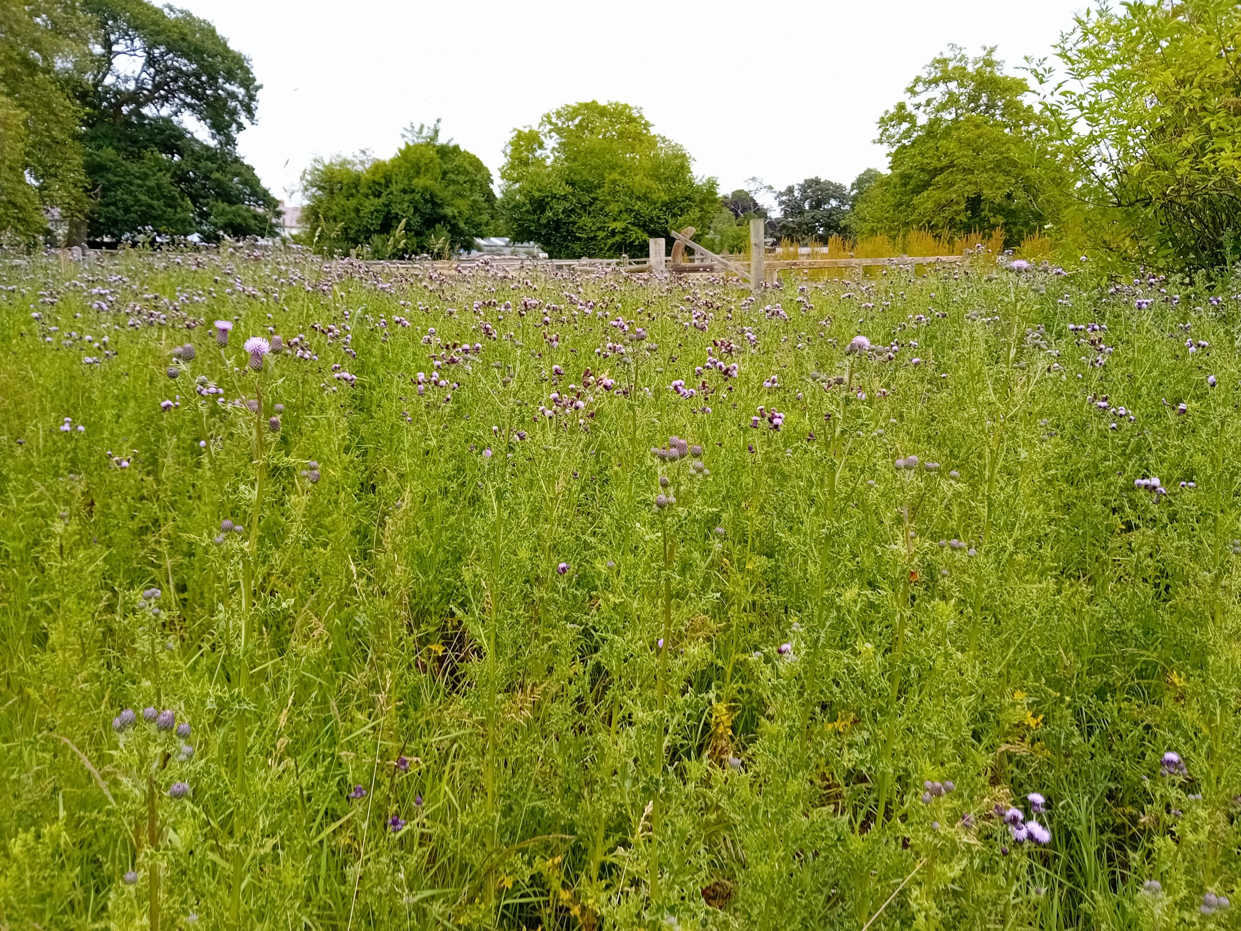 View of the forage near the Apiary