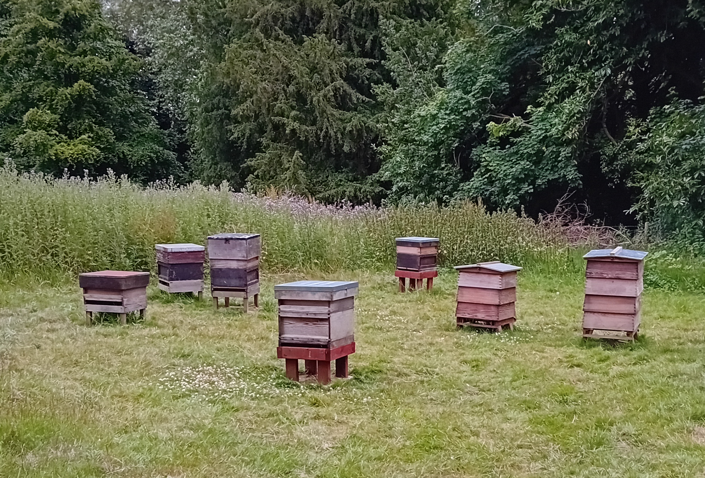 Seven Hives at the Stinsford Apiary